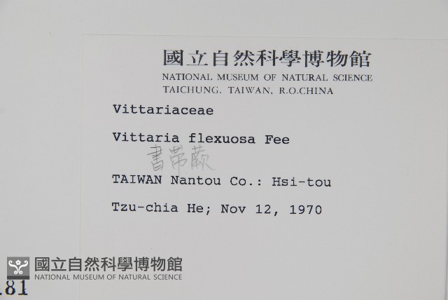 書帶蕨藏品圖，第2張