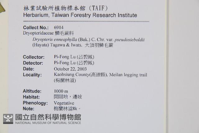 大頂羽鱗毛蕨藏品圖，第2張