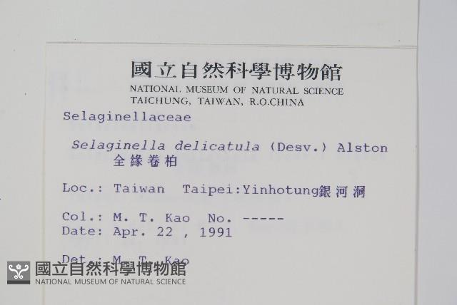 全緣卷柏藏品圖，第2張