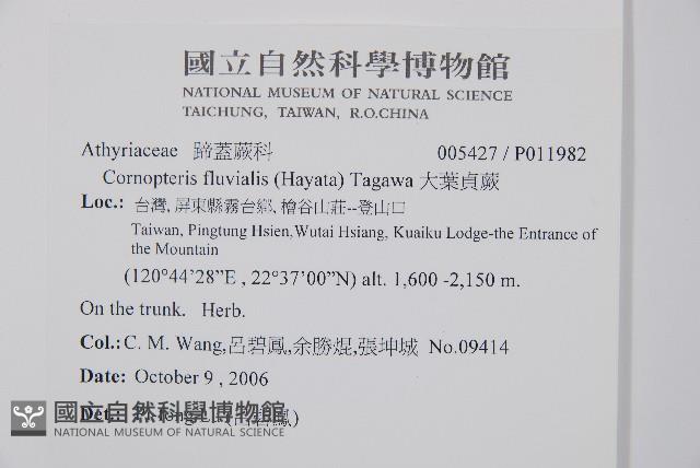 大葉貞蕨藏品圖，第2張