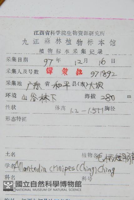 毛柄短腸蕨藏品圖，第2張