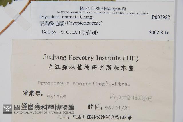 假異鱗毛蕨藏品圖，第2張