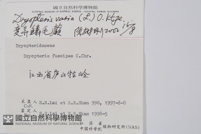 南海鱗毛蕨藏品圖，第2張