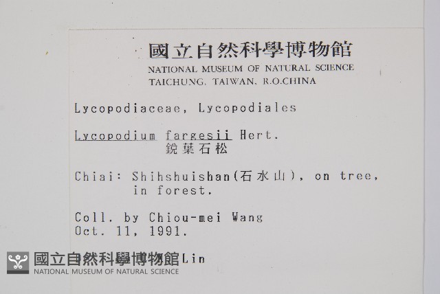 銳葉石松藏品圖，第2張