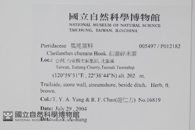 細葉碎米蕨藏品圖，第2張