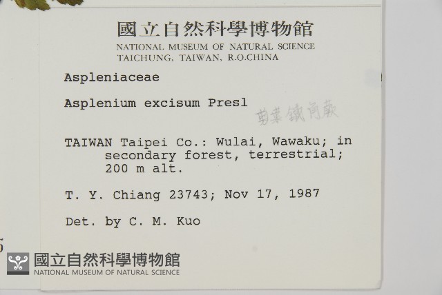 剪葉鐵角蕨藏品圖，第2張