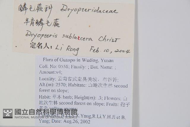亞二型鱗毛蕨藏品圖，第2張