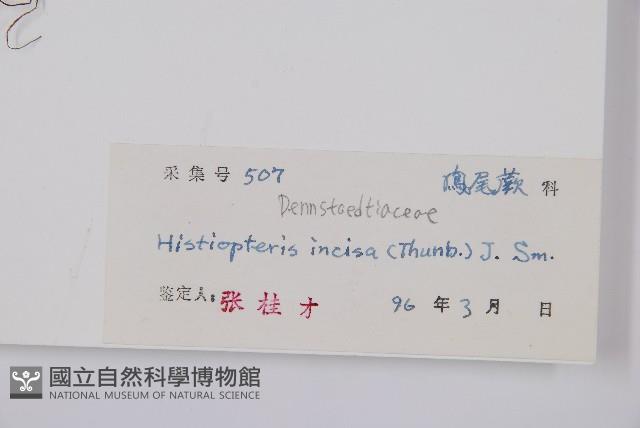 栗蕨藏品圖，第2張