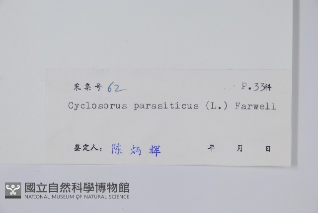 密毛毛蕨藏品圖，第2張