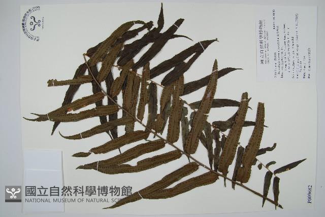 長葉腎蕨藏品圖，第1張