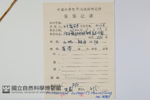 大星蕨藏品圖，第2張