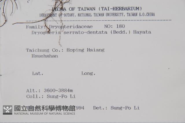 鋸齒葉鱗毛蕨藏品圖，第2張