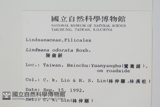 陵齒蕨、鱗始蕨藏品圖，第2張