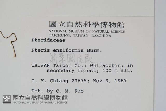 箭葉鳳尾蕨藏品圖，第2張