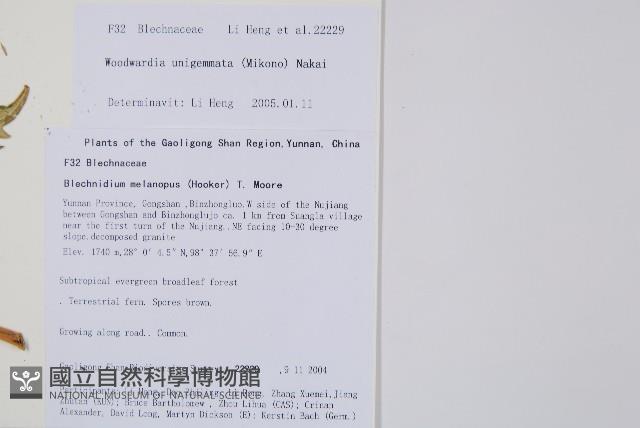 生芽狗脊蕨、頂芽狗脊蕨藏品圖，第2張