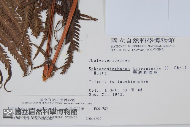 斜葉金星蕨藏品圖，第2張
