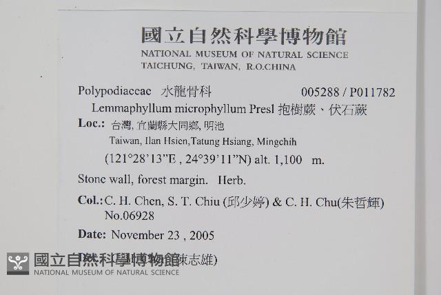 抱樹蕨、伏石蕨藏品圖，第2張