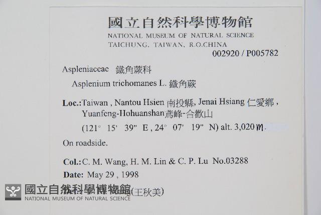 鐵角蕨藏品圖，第2張