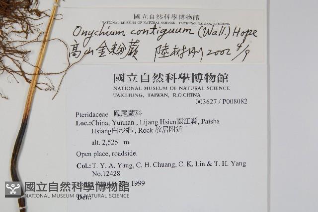 高山金粉蕨藏品圖，第2張