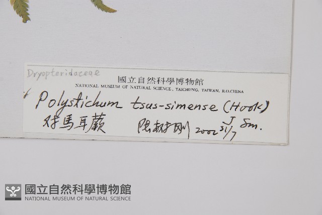 馬祖耳蕨藏品圖，第2張