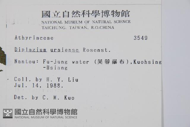 烏來雙蓋蕨藏品圖，第2張