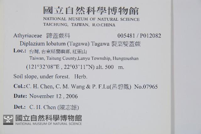 裂葉雙蓋蕨藏品圖，第2張