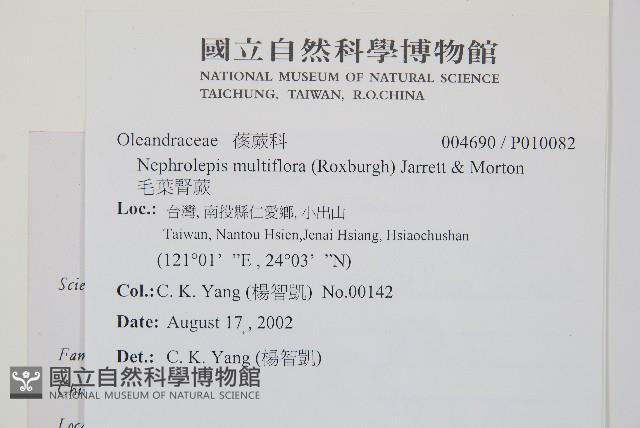 虎克氏鱗蓋蕨藏品圖，第2張