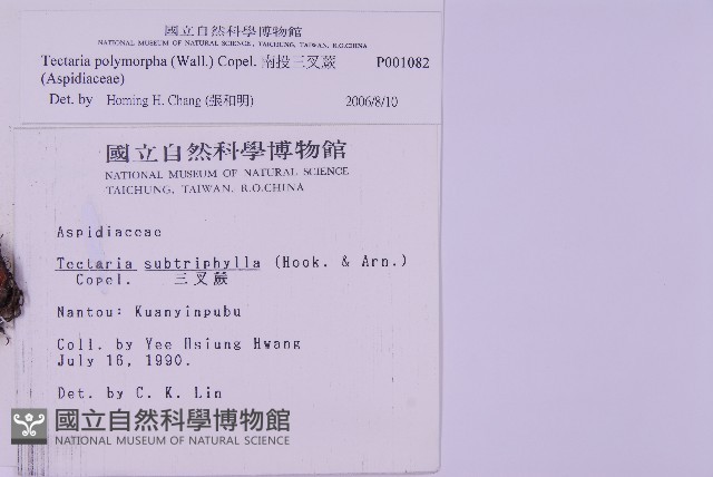 南投三叉蕨藏品圖，第2張