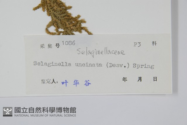 翠雲草、藍草藏品圖，第2張