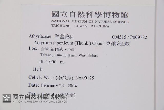 東洋蹄蓋蕨藏品圖，第2張