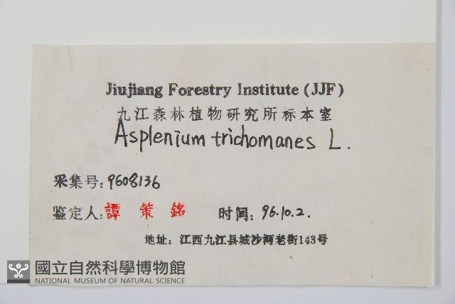 鐵角蕨藏品圖，第2張