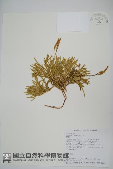 地刷子藏品圖，第1張