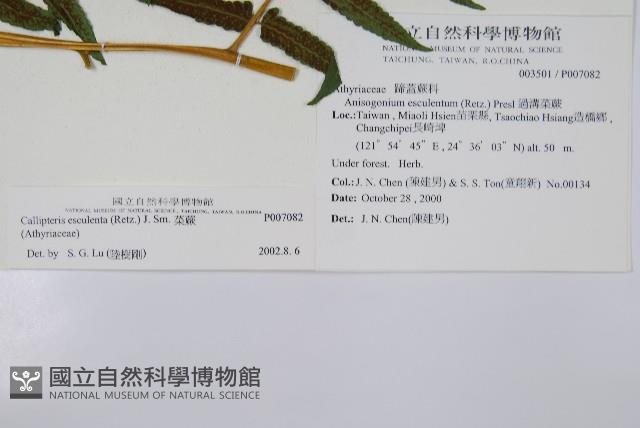 菜蕨藏品圖，第2張