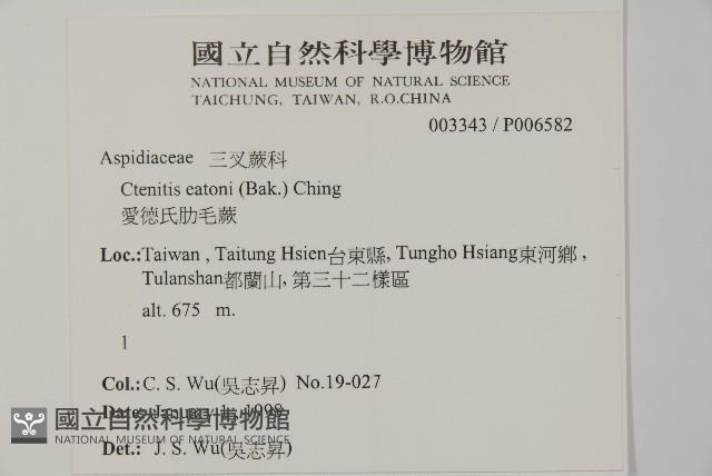 愛德氏肋毛蕨藏品圖，第2張