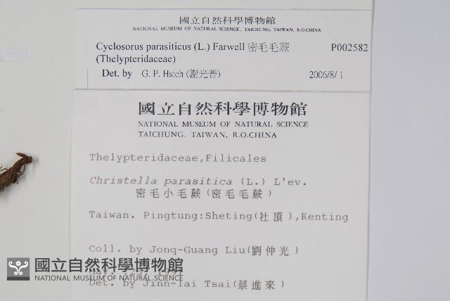 密毛毛蕨藏品圖，第2張