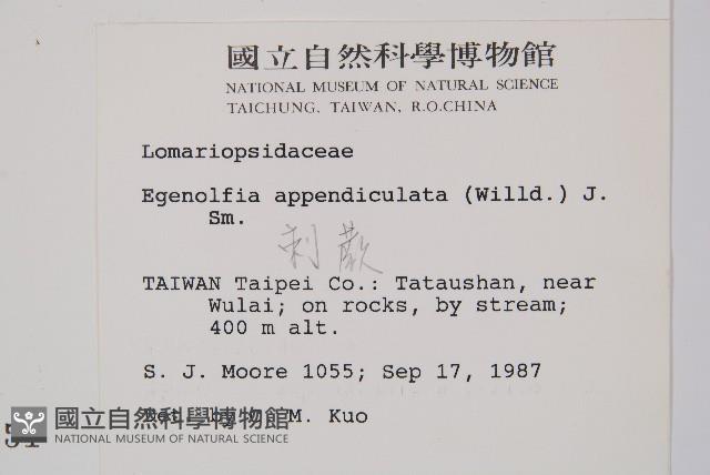 刺蕨藏品圖，第2張