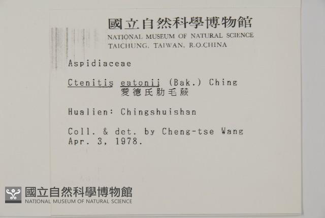 愛德氏肋毛蕨藏品圖，第2張