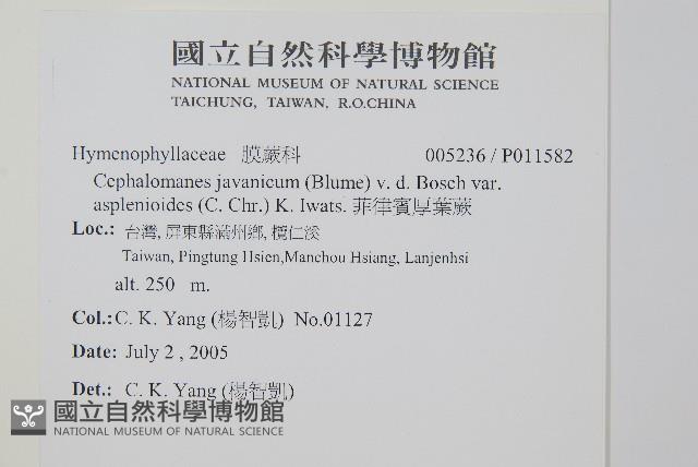 菲律賓厚葉蕨藏品圖，第2張