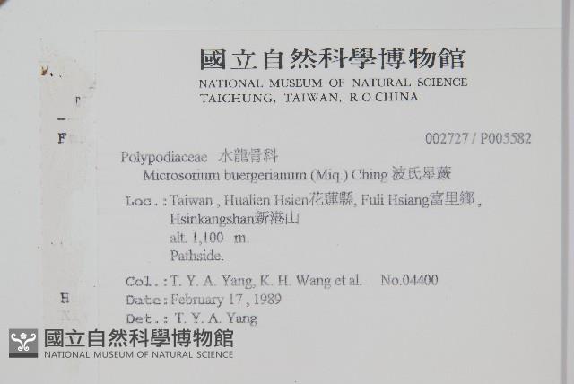 波氏星蕨藏品圖，第2張