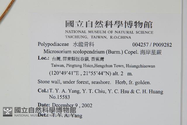 海岸星蕨藏品圖，第2張