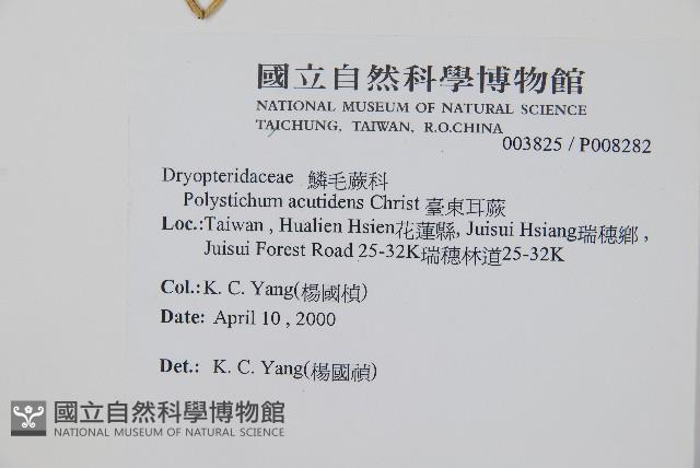 臺東耳蕨藏品圖，第2張