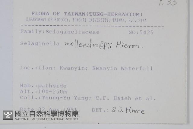 異葉卷柏藏品圖，第2張