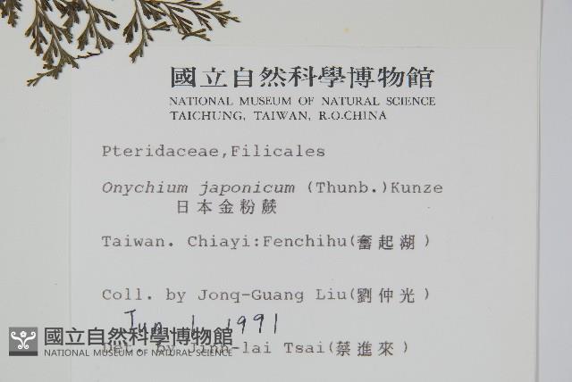 日本金粉蕨藏品圖，第2張