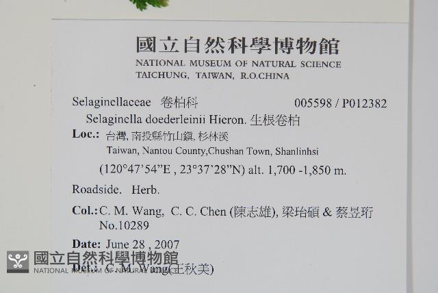 生根卷柏藏品圖，第2張