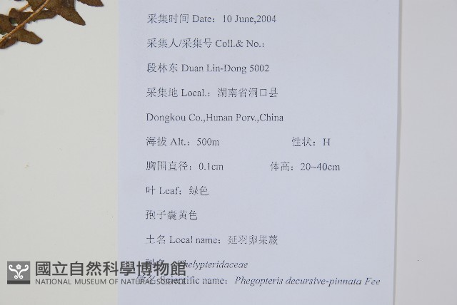翅軸假金星蕨、短柄卵果蕨藏品圖，第2張