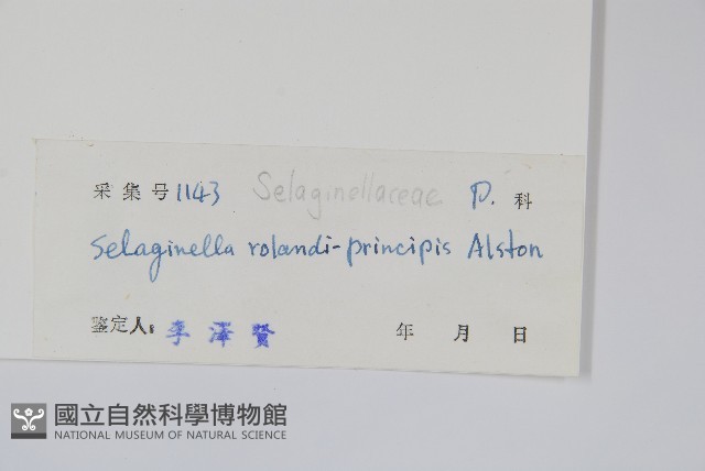 海南卷柏藏品圖，第2張