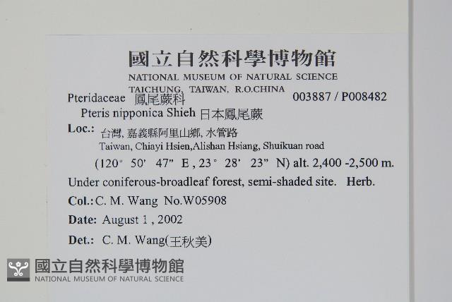 日本鳳尾蕨藏品圖，第2張