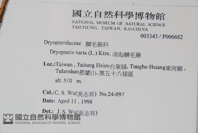 南海鱗毛蕨藏品圖，第2張