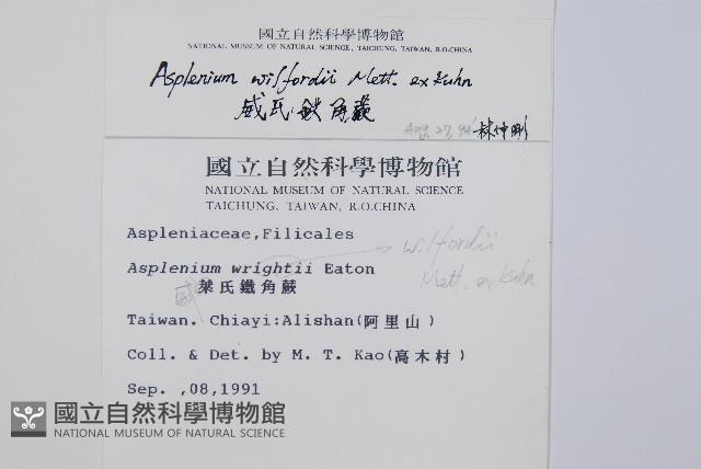 威氏鐵角蕨藏品圖，第2張