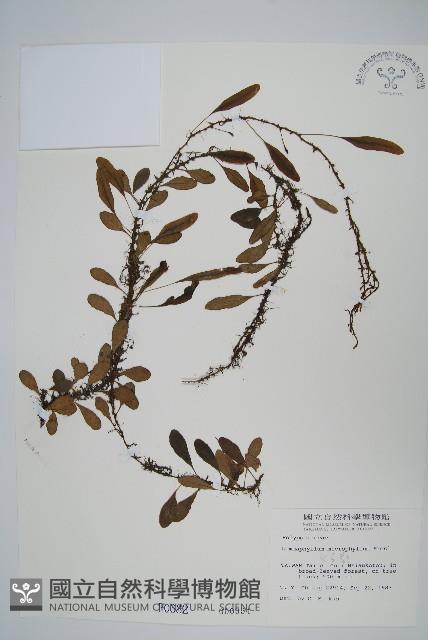 抱樹蕨、伏石蕨藏品圖，第1張